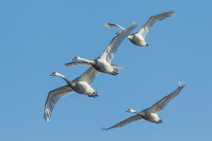 mute swans v1 cf_43G0883