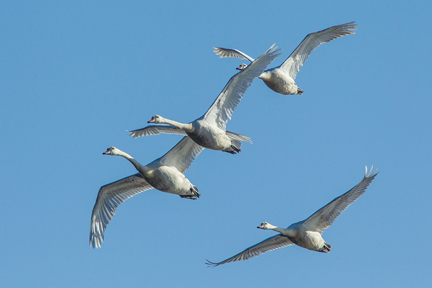 mute swans v1 cf_43G0883