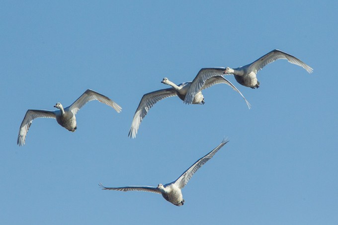 mute swans v2 cf_43G0871