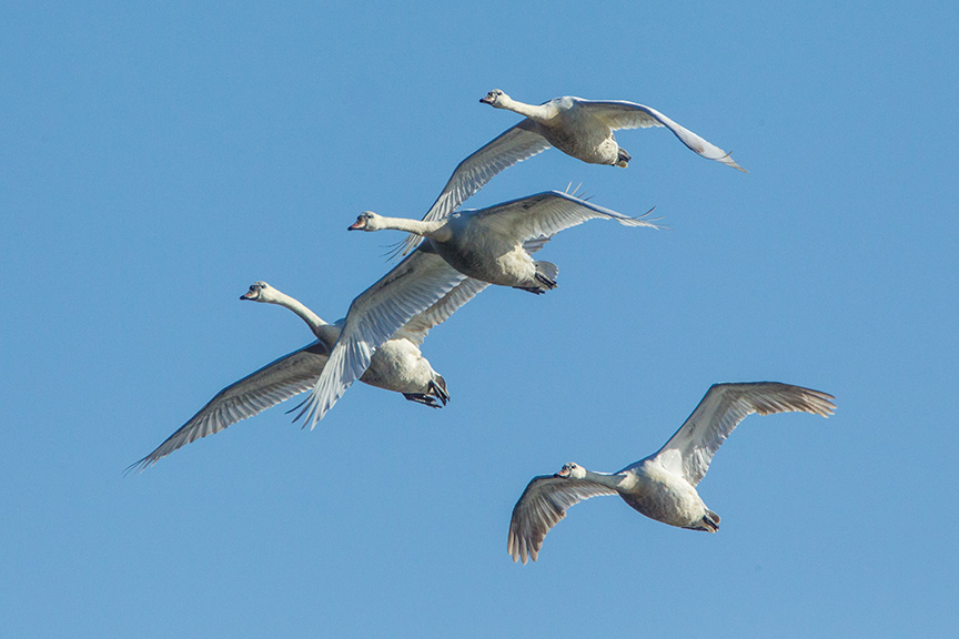 mute swans v2 cf_43G0882