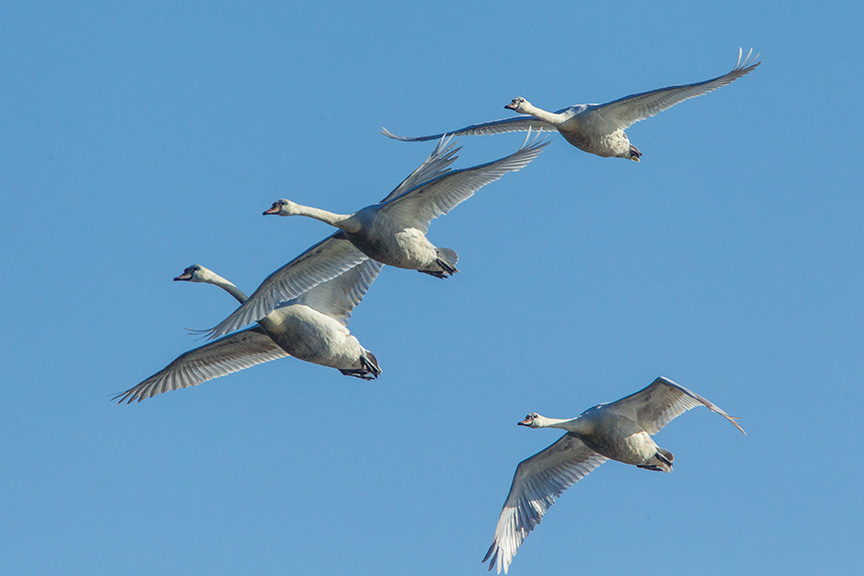 mute swans v2 cf_43G0884