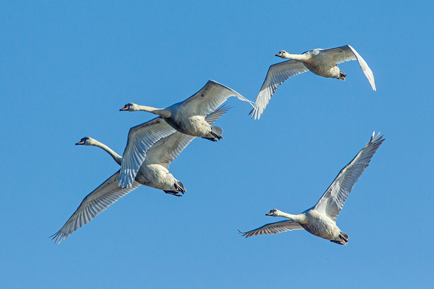 mute swans v2 cf_43G0885