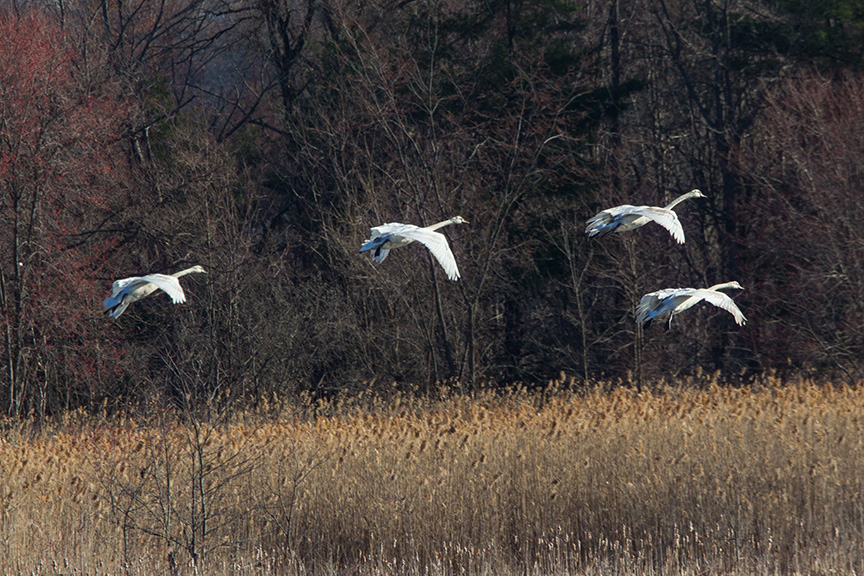 mute swans v2 cf_43G0908