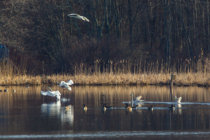 mute swans v2 cf_43G0933