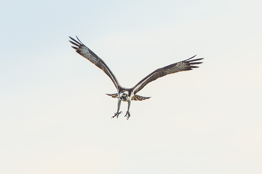 osprey brig _43G9613