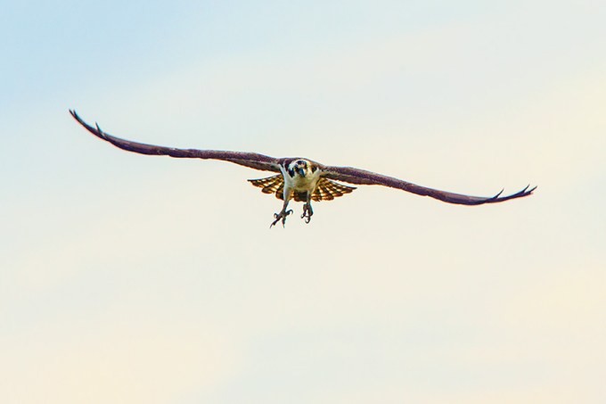 osprey brig v2_43G9614