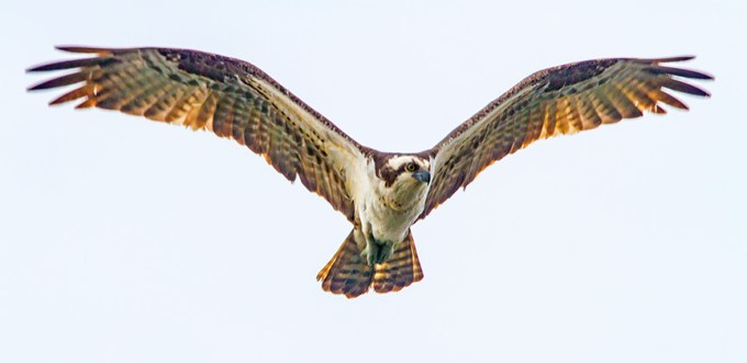 Osprey cf _MG_5156 v2