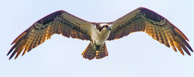 Osprey cf v1_MG_5158