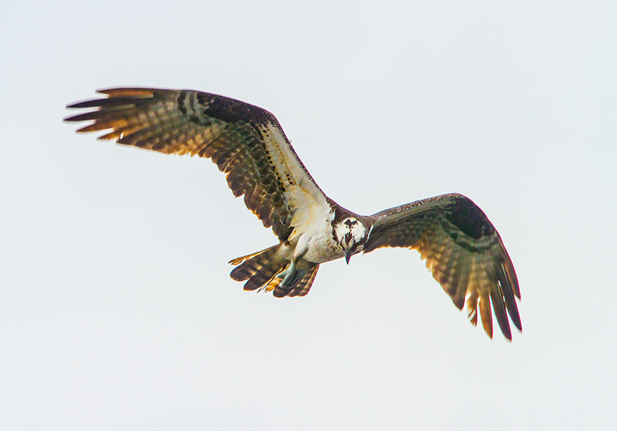 Osprey cf v1_MG_5335