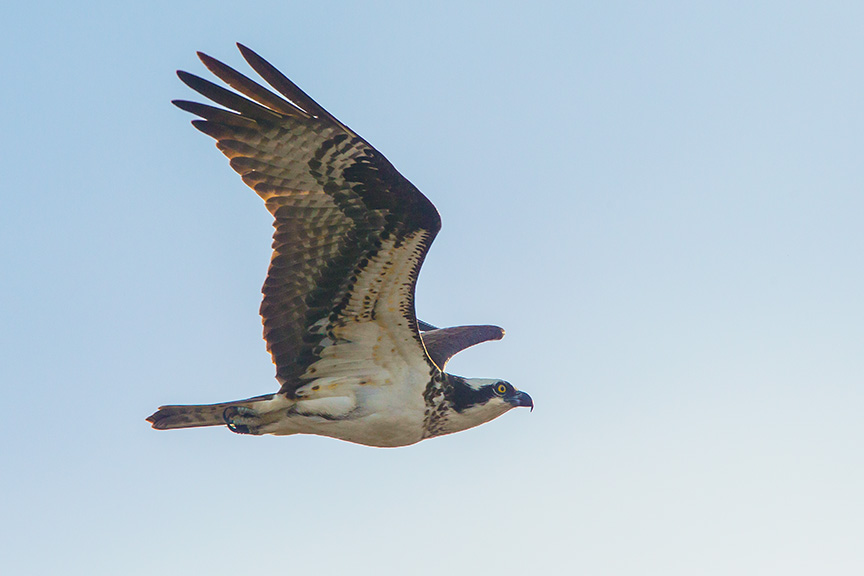 Osprey female brig v2_43G9156