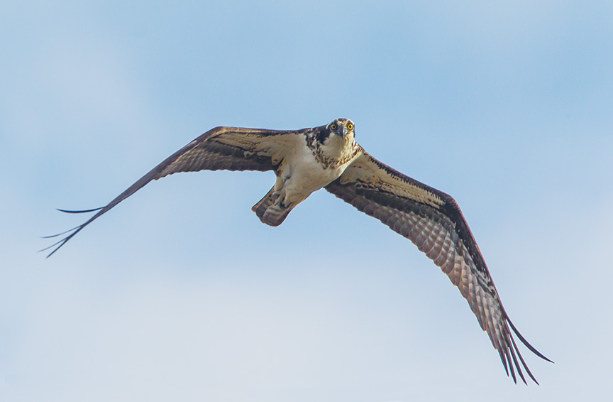 osprey female v3_43G9150