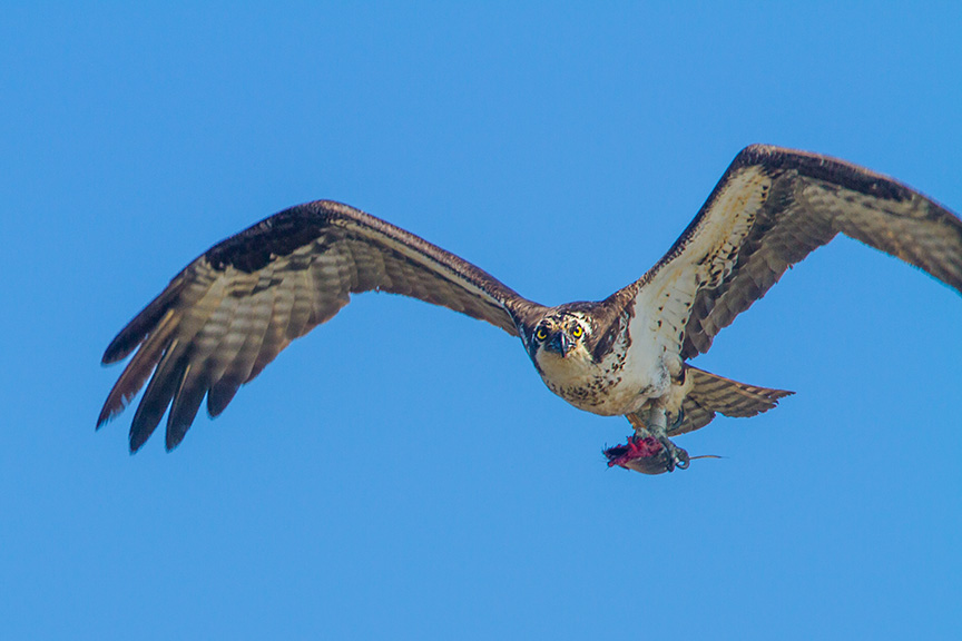 osprey fish brig v2_MG_5903