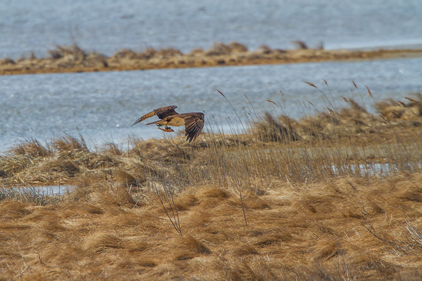 osprey fish brig v2_MG_5915