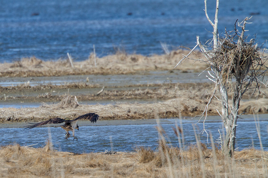 osprey fish brig v2_MG_5955