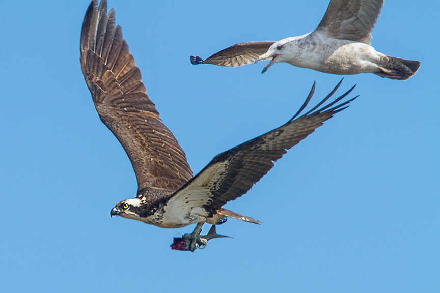 osprey gull brig v2_MG_5895