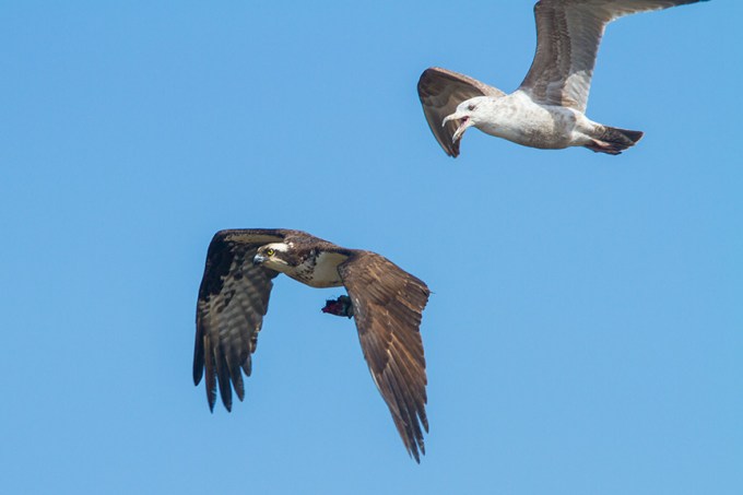 osprey gull brig_v2 MG_5894