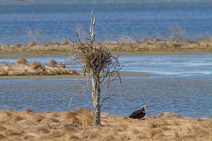 osprey nest brig v1_MG_5982