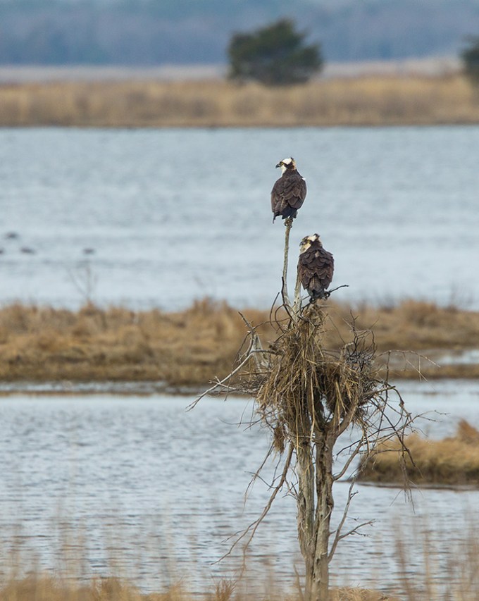 osprey nest brig v2_43G9785