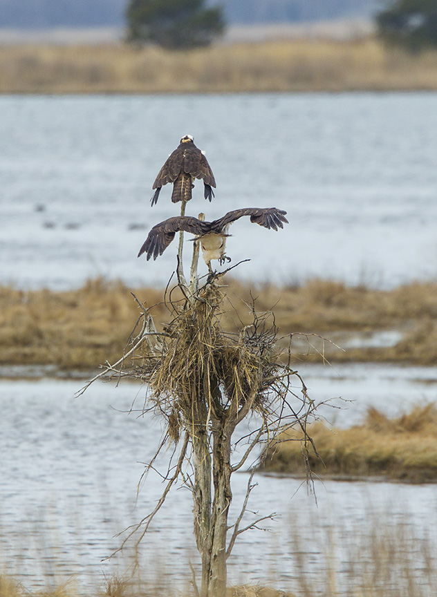 osprey nest brig_43G9822