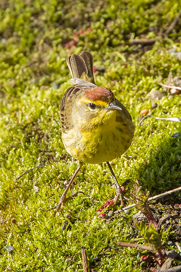 Palm Warbler cf 2015 v2_43G1332