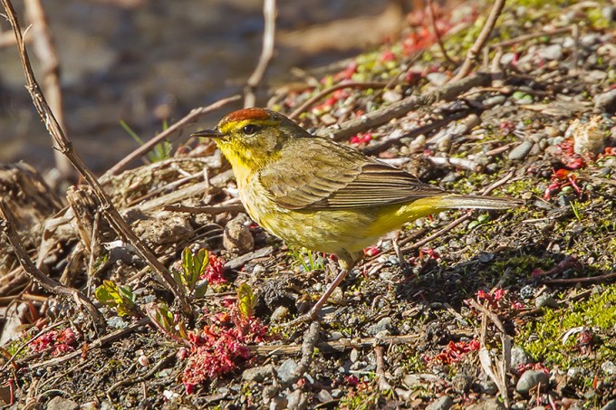 Palm Warbler cf 2015 v2_43G1337