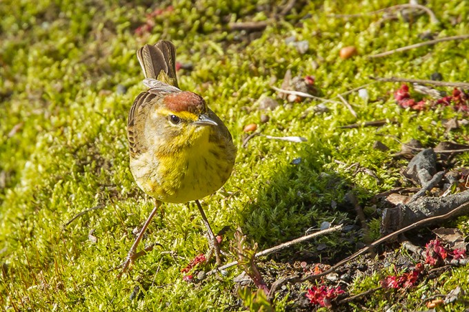 Palm Warbler cf 2015 v3_43G1332