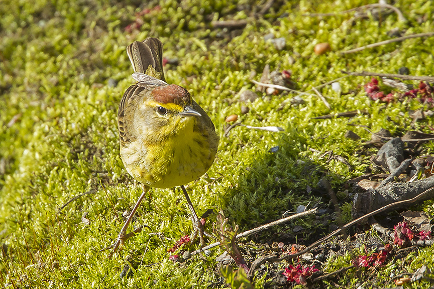 Palm Warbler cf 2015 v3_43G1332