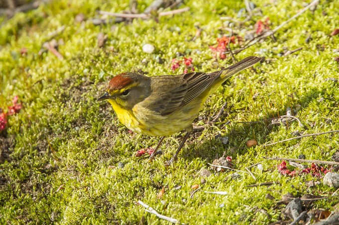Palm Warbler v2 cf_43G1331