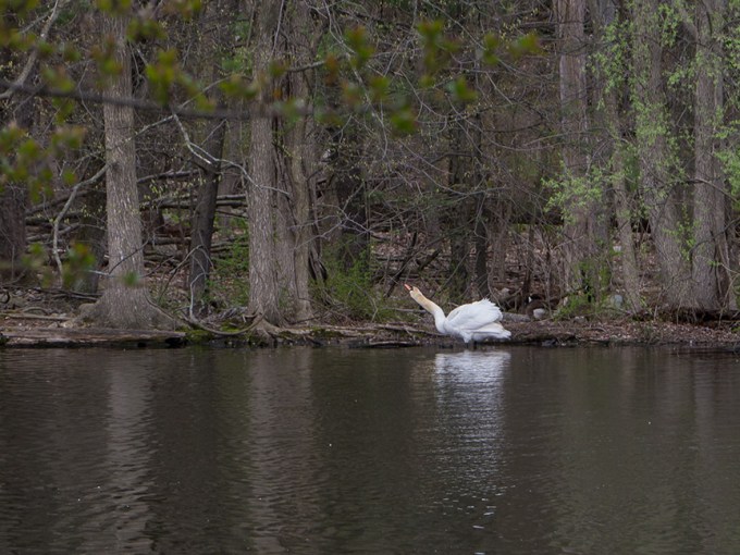 swan McF v1 2015_1290246