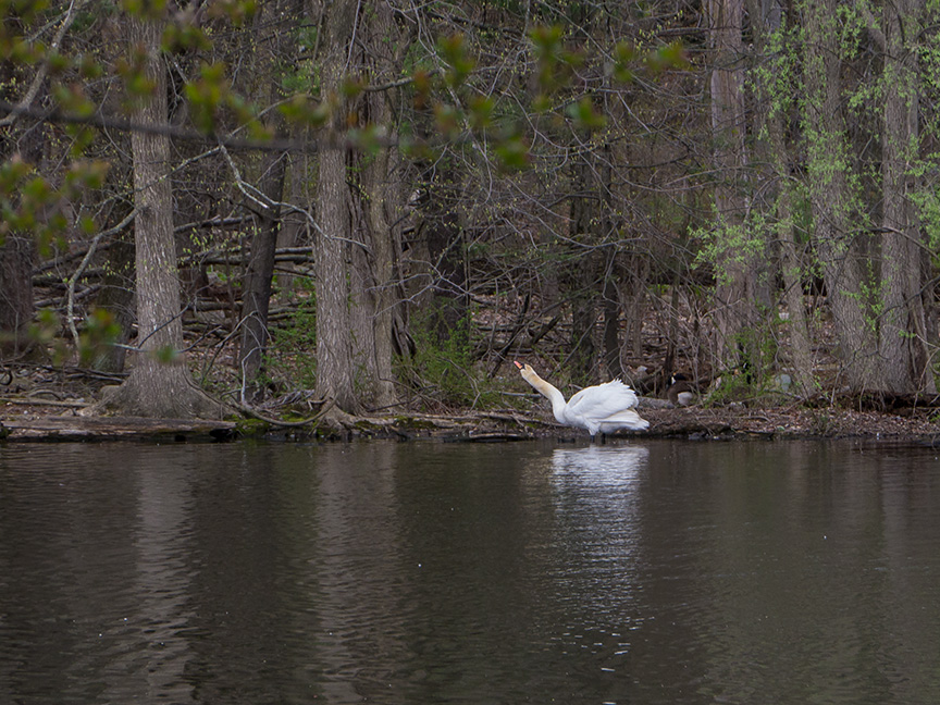 swan McF v1 2015_1290246