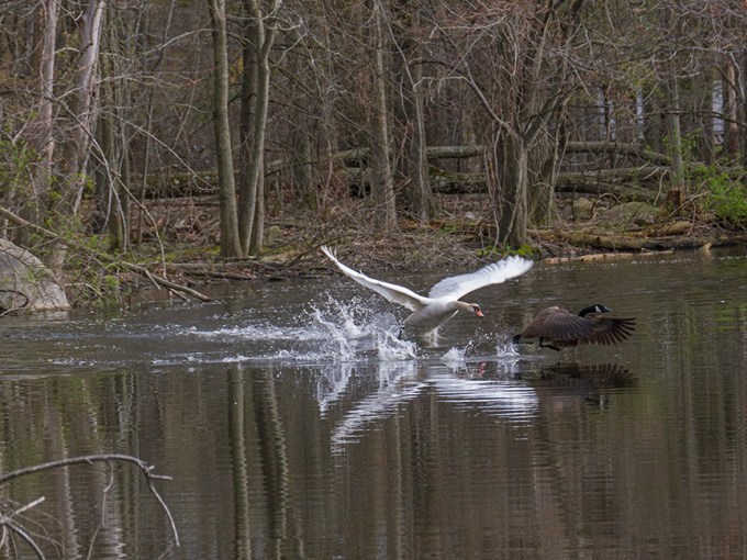 Swan McF v2 2015_1290279