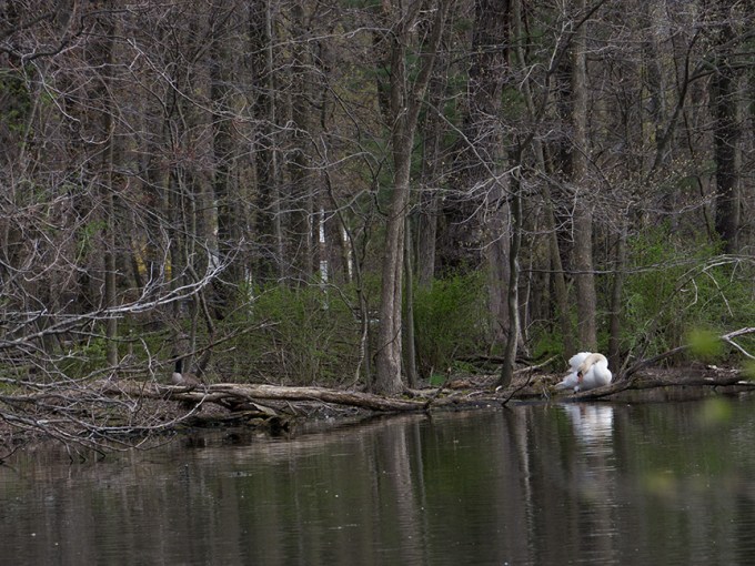 swan McFaul v2_1290271