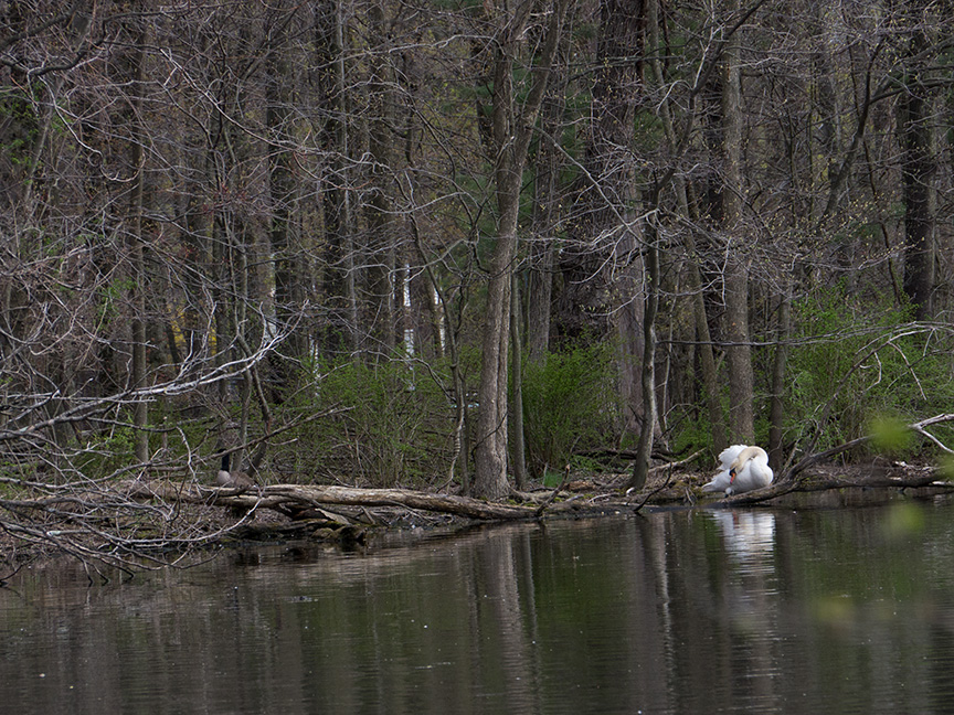 swan McFaul v2_1290271