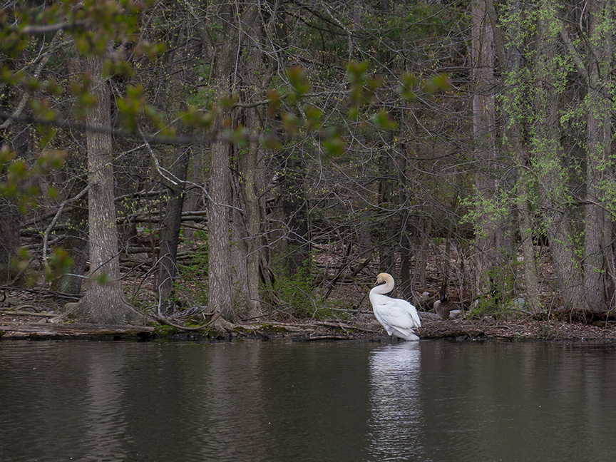 Swan v2 McFaul_1290248