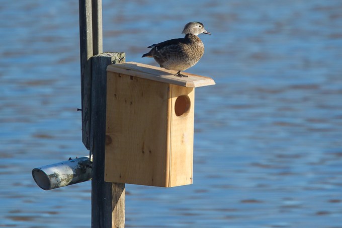 wood duck female cf 2015 _v2_43G1208