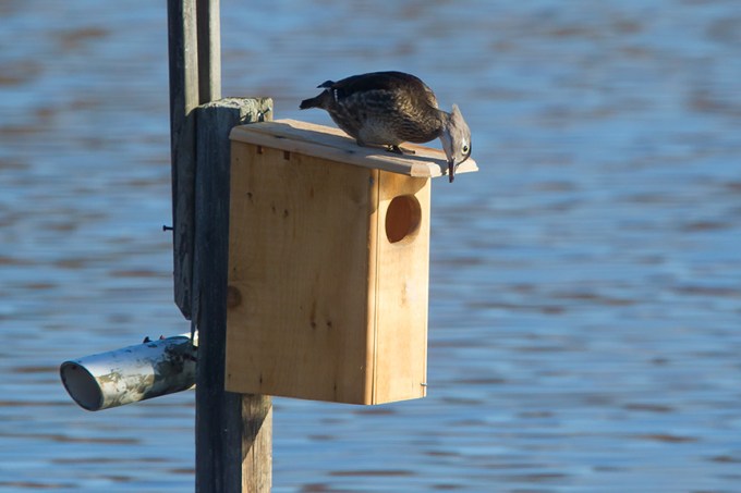wood duck female v2 43G1211