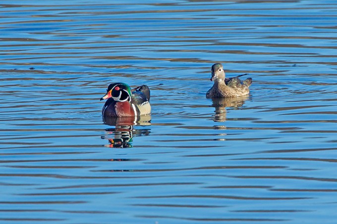 Wood duck Pair Cf v3_43G1219