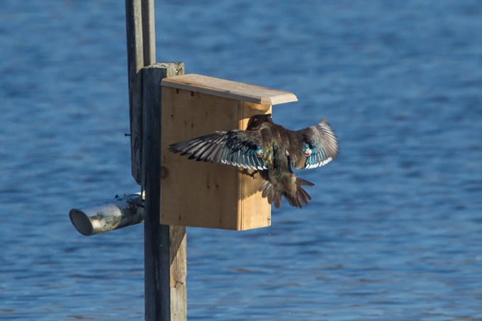 Wood_Duck_female_cf_v2_43G1228
