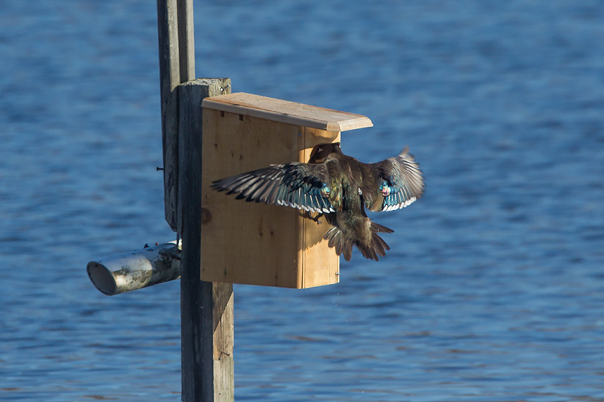 Wood_Duck_female_cf_v2_43G1228