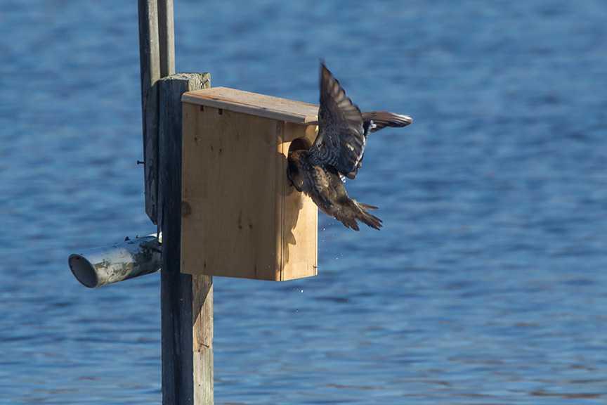 Wood_Duck_female_cf_v2_43G1229
