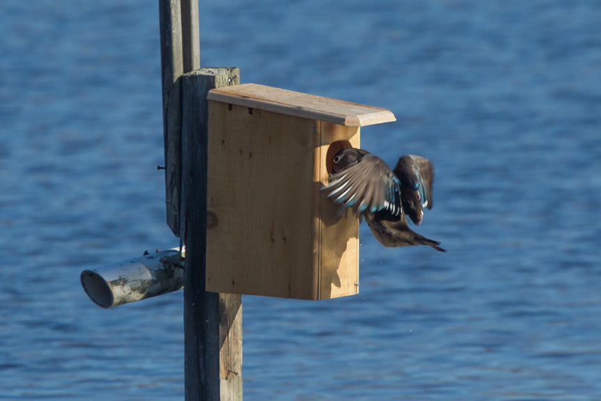Wood_Duck_female_cf_v2_43G1230