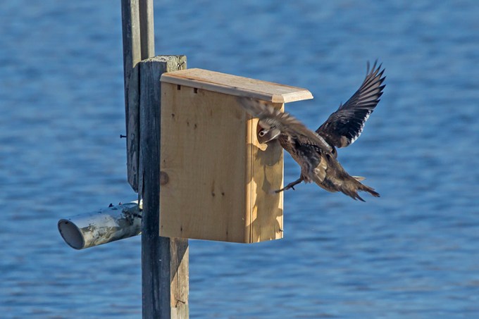 Wood_Duck_female_cf_v2_43G1232