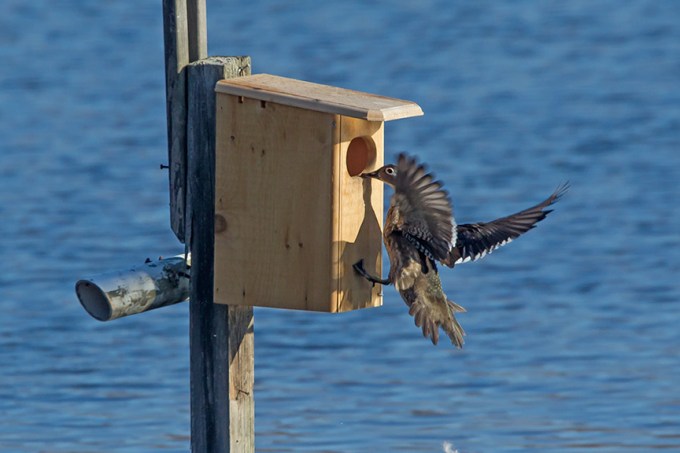 Wood_Duck_female_cf_v2_43G1233