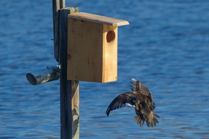 Wood_Duck_female_cf_v2_43G1234