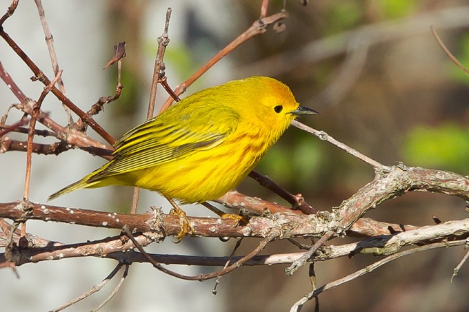 Yellow Warbler cf v2 2015_43G1380