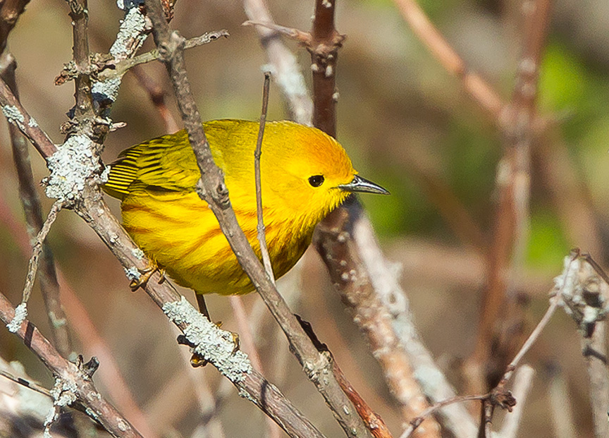 Yellow Warbler cf v2 2015_43G1384