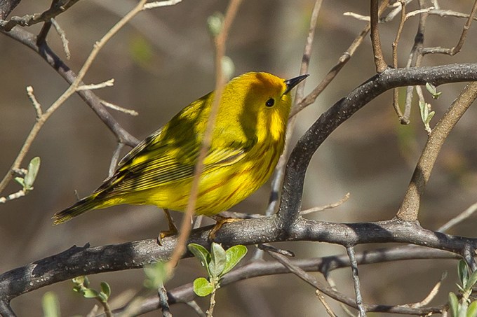 yellow warbler cf v2 2015_43G1386