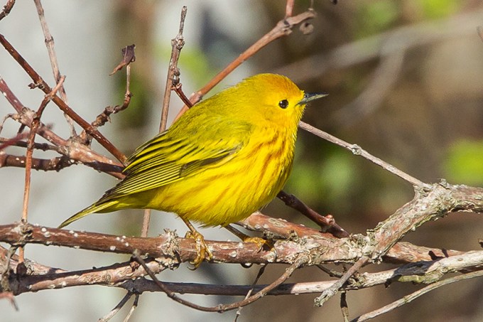 yellow warbler v1_43G1377-2
