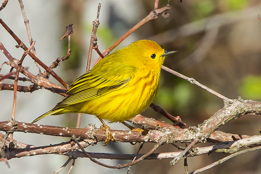 yellow warbler v1_43G1377-2