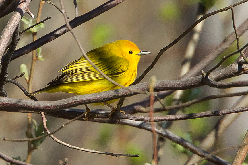 Yellow Warbler v2 cf 2015_43G1414